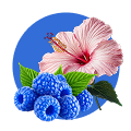 Hibiscus Blue Raz
