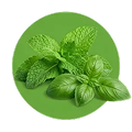 Mint Basil